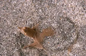Midland: Midland Smooth Softshell Turtle