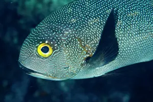 Snapper: Midnight Snapper