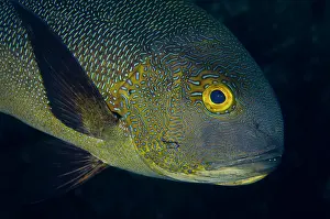 Wreck: Midnight Snapper - Liberty Wreck dive ste, Tulamben