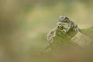 Burgundy: Midwife Toad