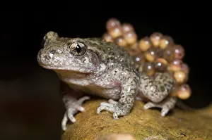 Lurch: Midwife Toad