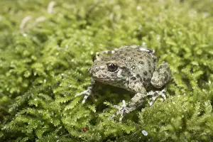 Alytes: Midwife Toad (Alytes obstetricans) adult, siting