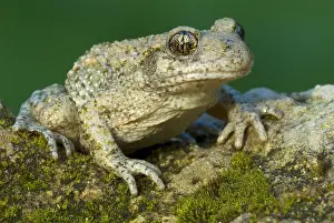 Alytes: Midwife Toad (Alytes obstetricans), France