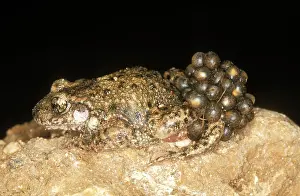 Alytes: Midwife Toad - carrying eggs