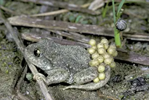 Nuture: Midwife Toad with eggs