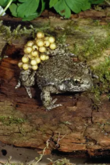 Alytes: Midwife Toad - with eggs