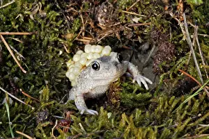 Midwife: Midwife Toad - male carrying eggs on back