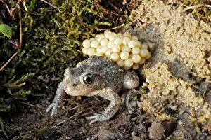 Midwife: Midwife Toad - male carrying eggs on back