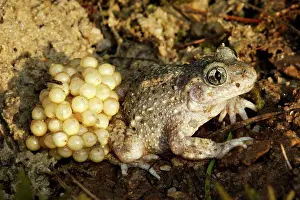 Midwife: Midwife Toad - male carrying eggs on back