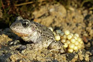 Midwife: Midwife Toad - male carrying eggs on back