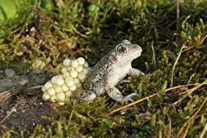 Midwife: Midwife Toad - male carrying eggs on back