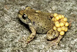 Alytes: Midwife Toad - male with eggs