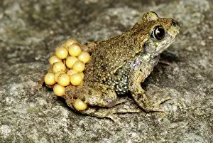 Alytes: Midwife Toad - male with eggs