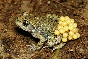 Alytes: Midwife Toad - male with eggs