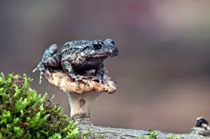 Stool: Midwife Toad - sitting on toadstool
