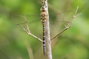 Aeshna: Migrant Hawker