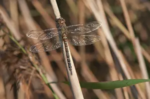 Aeshna: Migrant Hawker