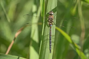 Aeshna: Migrant Hawker