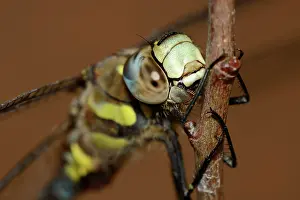 Aeshna: Migrant Hawker