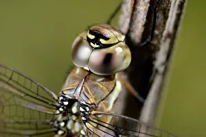 Aeshna: Migrant Hawker