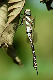 Aeshna: Migrant Hawker