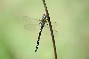 Aeshna: Migrant Hawker