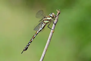 Aeshna: Migrant Hawker