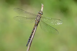 Aeshna: Migrant Hawker