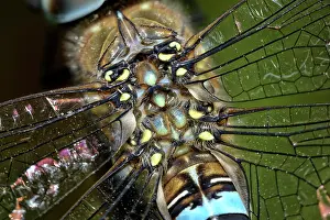 Aeshna: Migrant Hawker