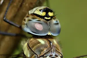 Aeshna: Migrant Hawker (Aeshna mixta) resting on an Umb