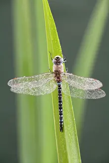 Mixta: Migrant Hawker - Dragonfly - male