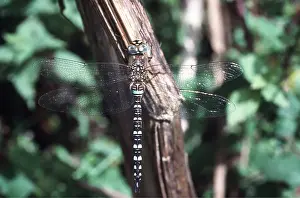 Dragonflies: Migrant HAWKER DRAGONFLY - male, resting on stem