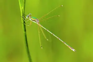 Spreadwing: Migrant Spreadwing