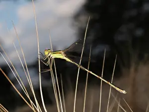 Spreadwing: Migrant Spreadwing