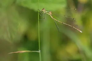 Spreadwing: Migrant Spreadwing