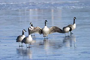 Flocking: Migrating Canada Geese