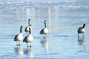 Flocking: Migrating Canada Geese