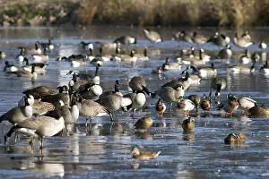Flocking: Migrating Canada Geese
