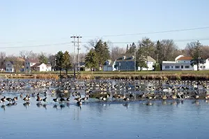 Flocking: Migrating Canada Geese
