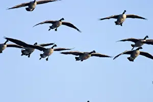 Flocking: Migrating Canada Geese
