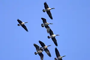 Flocking: Migrating Canada Geese