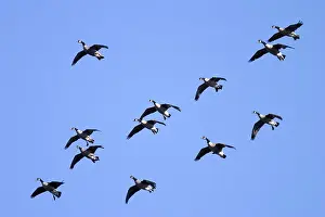 Flocking: Migrating Canada Geese