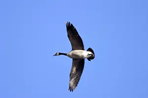 Flocking: Migrating Canada Goose