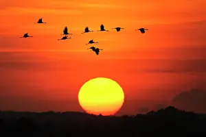 Cranes: Migrating cranes (grus grus) in autumn in front