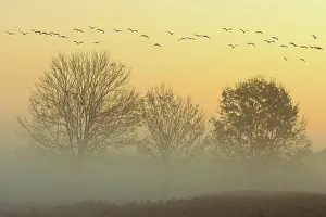 Oldenburger: Migrating cranes (grus grus) in autumn over trees
