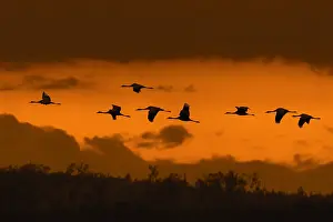 Cranes: Migrating flock of common cranes, Eurasian crane