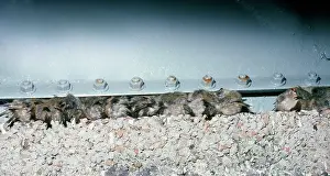 R T Smith: Migrating Goldcrests - Roosting under a watertank
