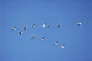 Migrate: Migrating Snow Geese