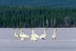 Trumpeter: Migrating Trumpeter Swans