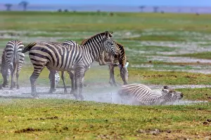 Migrating: Migrating Zebras dusting in Amboseli National Park, Kenya